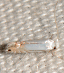 Phyllonorycter argentifimbriella