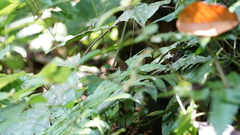 Arhopala silhetensis