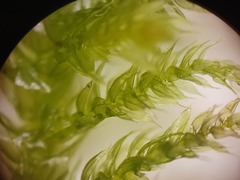 Sciuro-hypnum