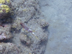 Holocentrus adscensionis