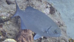 Kyphosus sectatrix