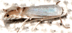 Phyllonorycter argentifimbriella