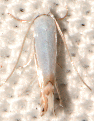 Phyllonorycter argentifimbriella
