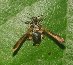 Tyrictaca yoshiyasui