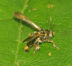 Tyrictaca yoshiyasui