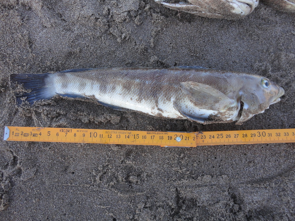 Brazilian sandperch