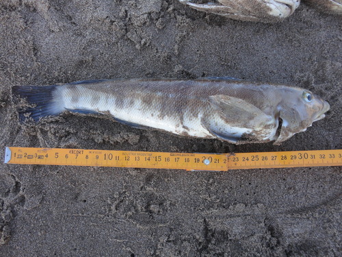 Brazilian sandperch