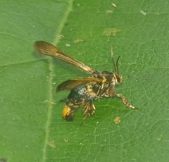 Tyrictaca yoshiyasui