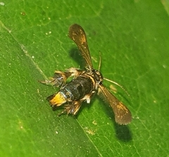 Tyrictaca yoshiyasui