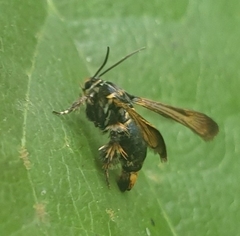 Tyrictaca yoshiyasui