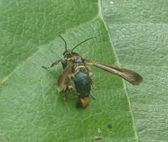 Tyrictaca yoshiyasui