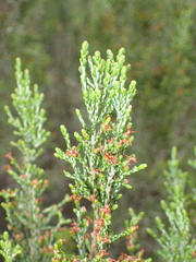 Passerina montana