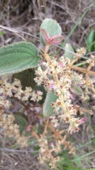 Miconia leacongestiflora