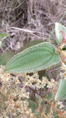 Miconia leacongestiflora