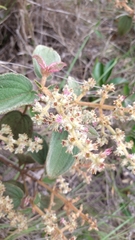 Miconia leacongestiflora