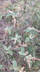 Miconia leacongestiflora