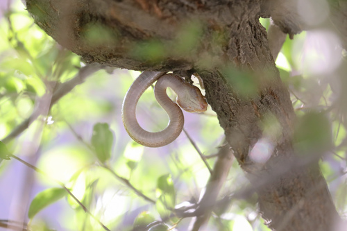 Arabian Cat Snake
