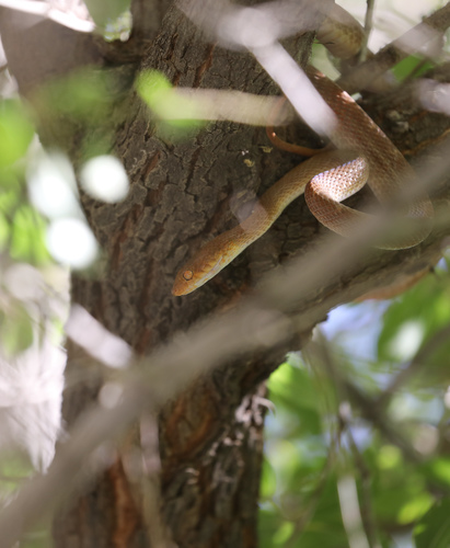 Arabian Cat Snake