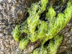 Ulva linza