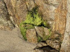 Ulva linza