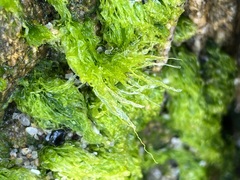 Ulva linza