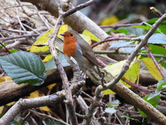 Erithacus rubecula