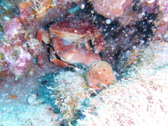 Carpilius corallinus