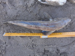 Pinguipes brasilianus