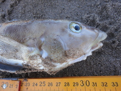 Pinguipes brasilianus