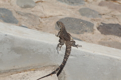 Ctenosaura macrolopha