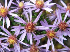 Diplostephium hartwegii