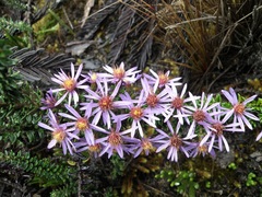 Diplostephium hartwegii