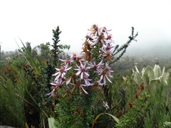 Diplostephium hartwegii