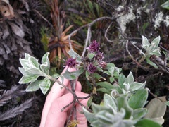 Linochilus rhododendroides