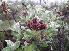 Linochilus rhododendroides