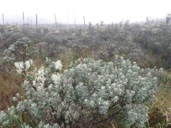 Linochilus rhododendroides