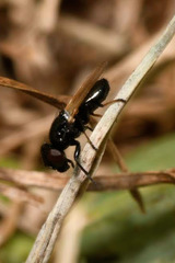 Ulidia nigripennis