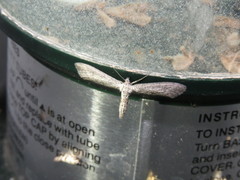 Glaucina erroraria