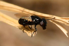 Ulidia nigripennis