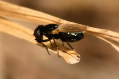 Ulidia nigripennis