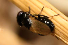 Ulidia nigripennis