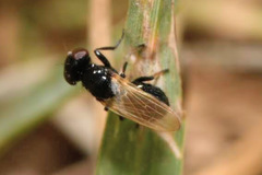Ulidia nigripennis
