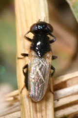 Ulidia nigripennis