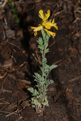 Corydalis aurea aurea