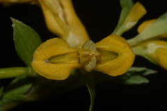 Corydalis aurea aurea
