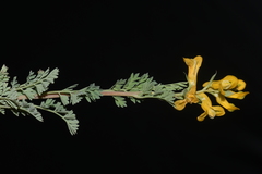 Corydalis aurea aurea