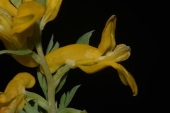 Corydalis aurea aurea