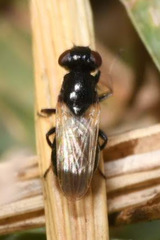Ulidia nigripennis