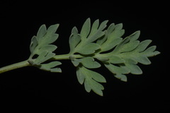 Corydalis aurea aurea