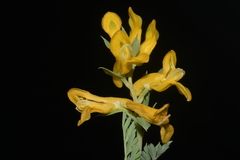 Corydalis aurea aurea